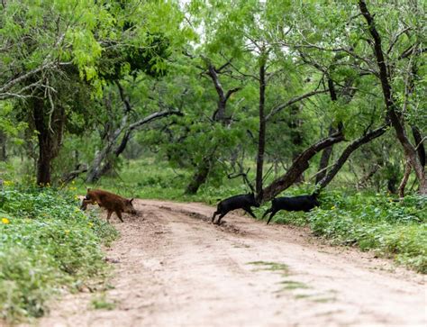 cheap hog hunting near houston